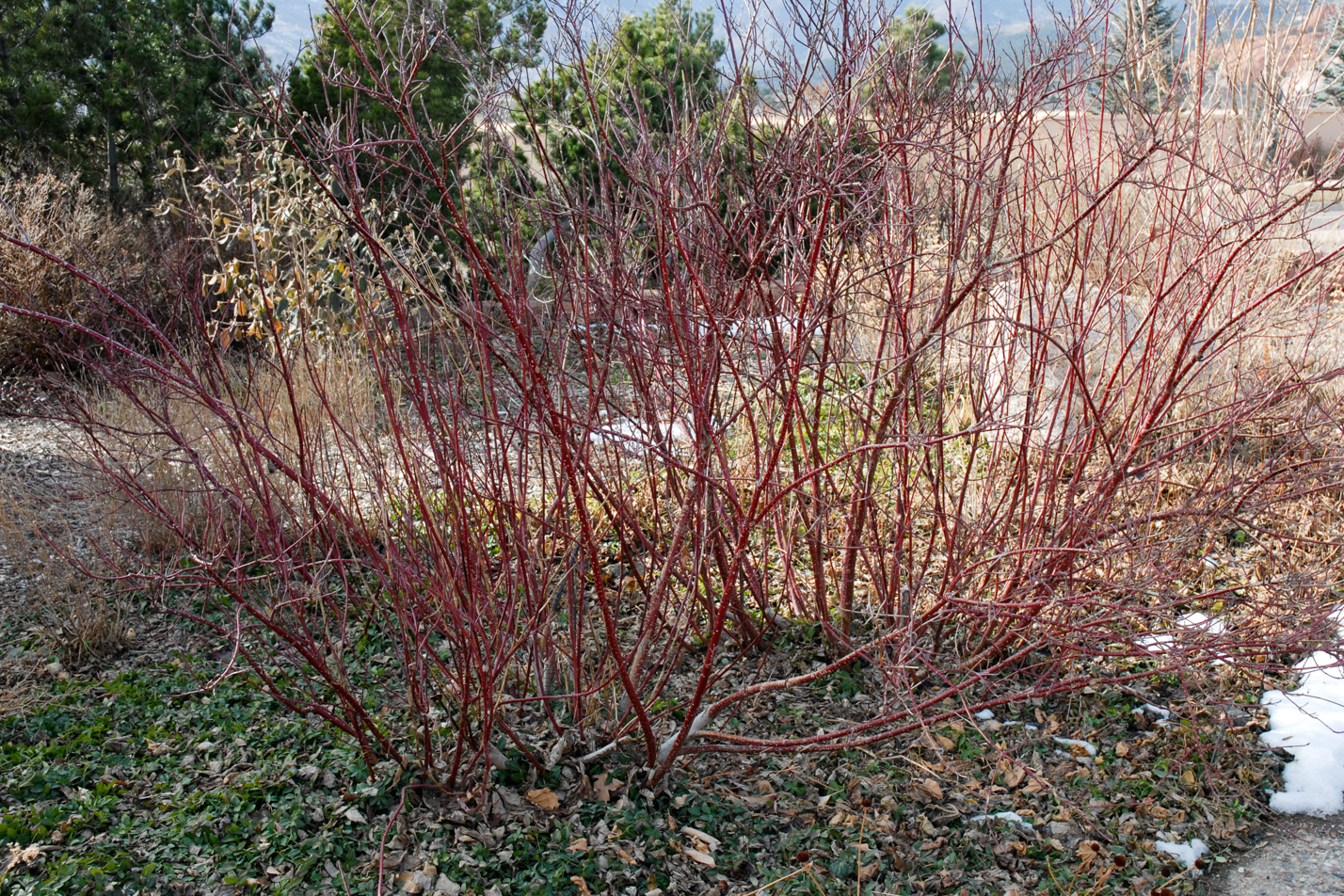 Variegated Dogwood